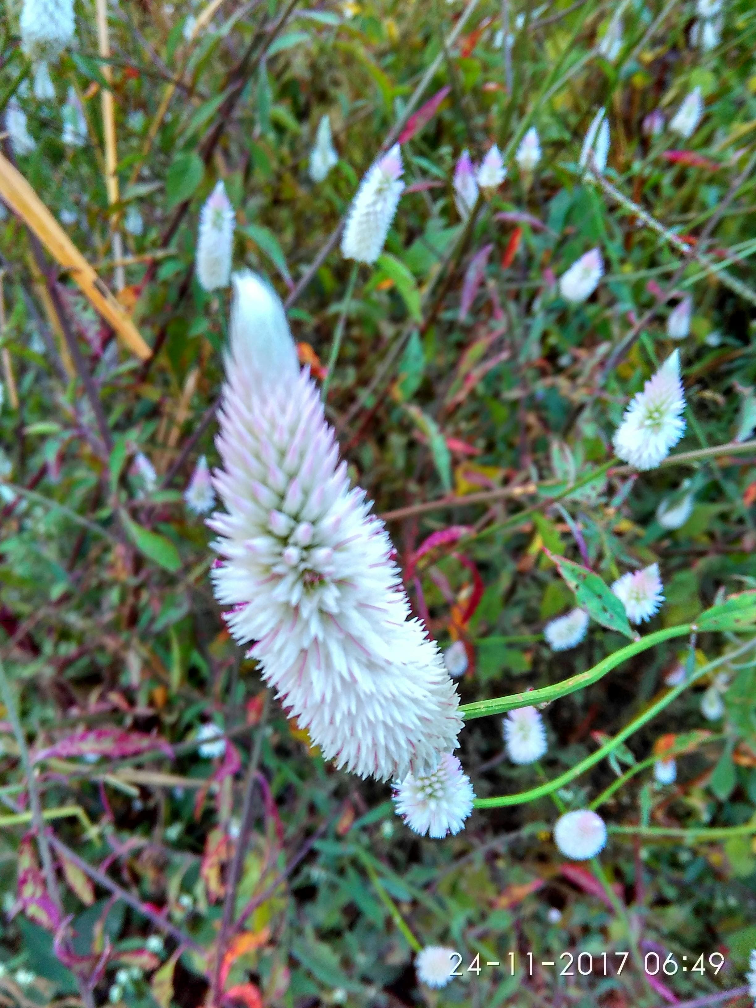 Negocio atendiendo solo con el celular
